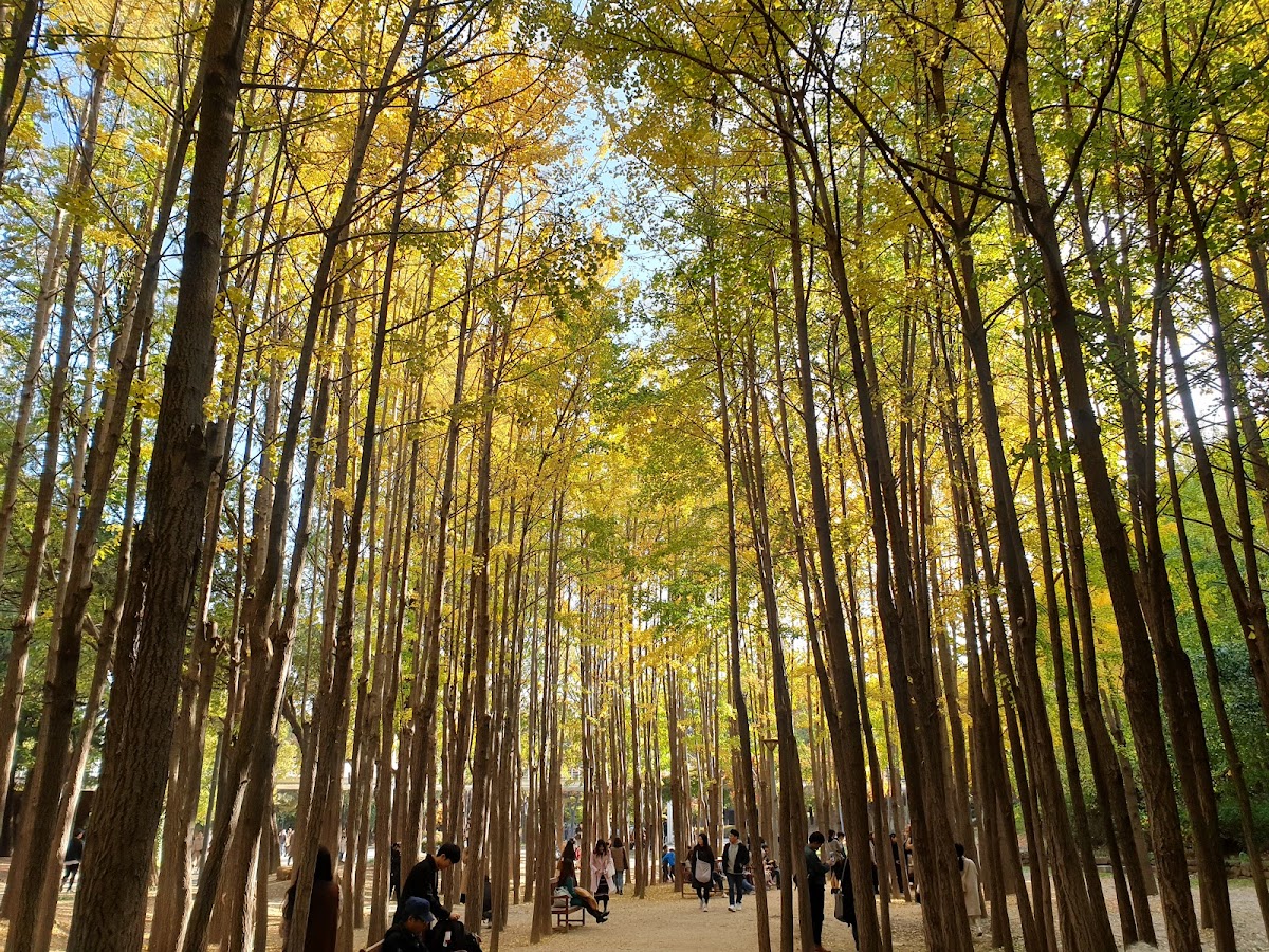 Seoul Forest: Free Urban Oasis with Deer Feeding & Stunning Seasonal Views