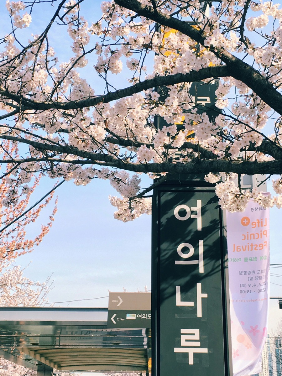 Seoul Cherry Blossom Guide: Best Spots & Bloom Timing
