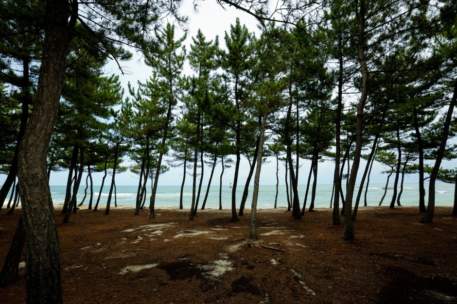 駿浦ビーチ