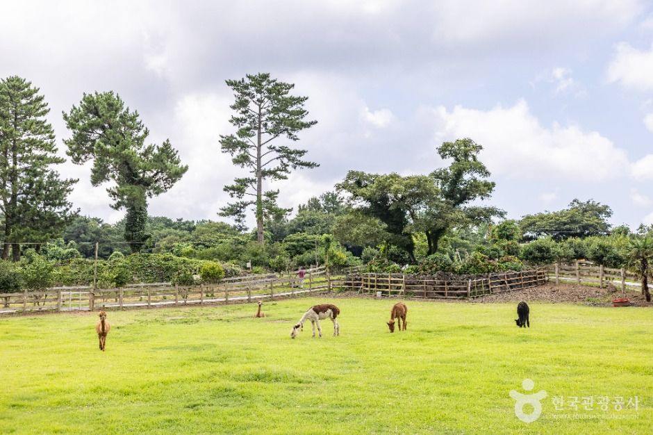 Dochidol Alpaca Ranch