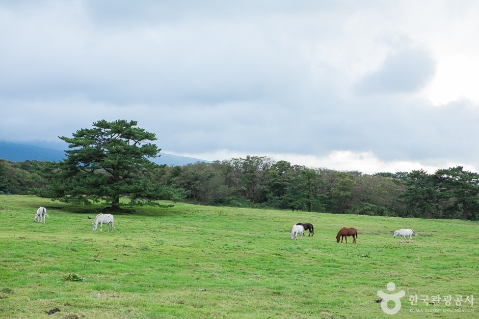 Jeju Horse Grazing Ground