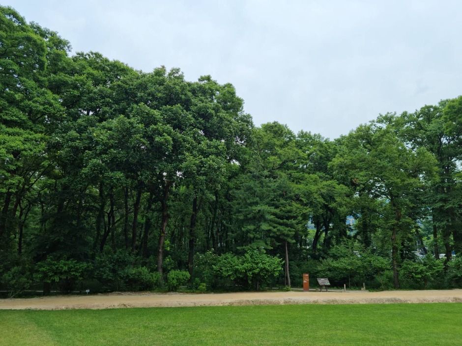 Heonilleung Ecological Landscape Preservation Area (Alder Forest)