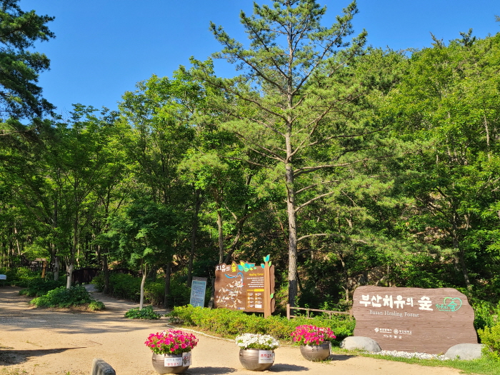 Busan Healing Forest