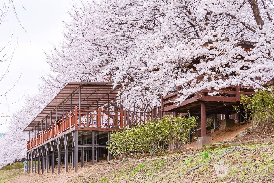 安養川堤防桜並木