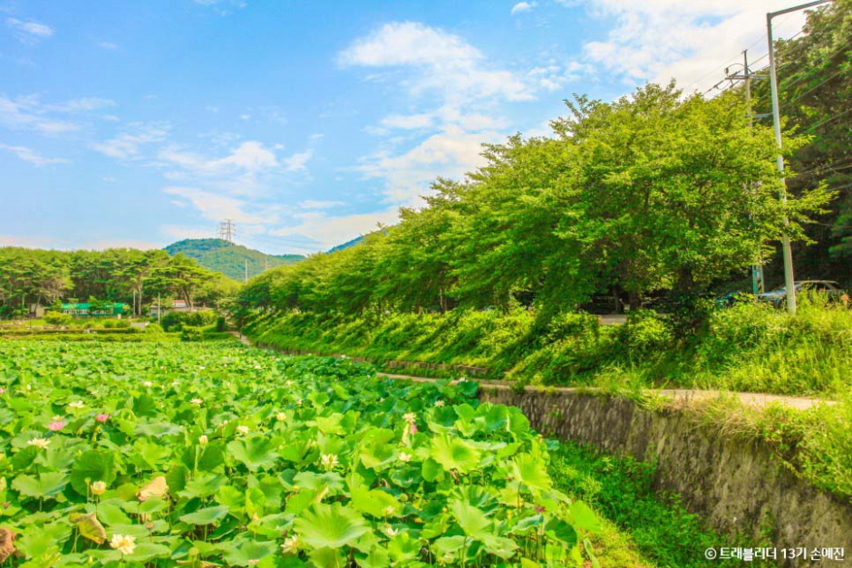Gomnae Lotus Field