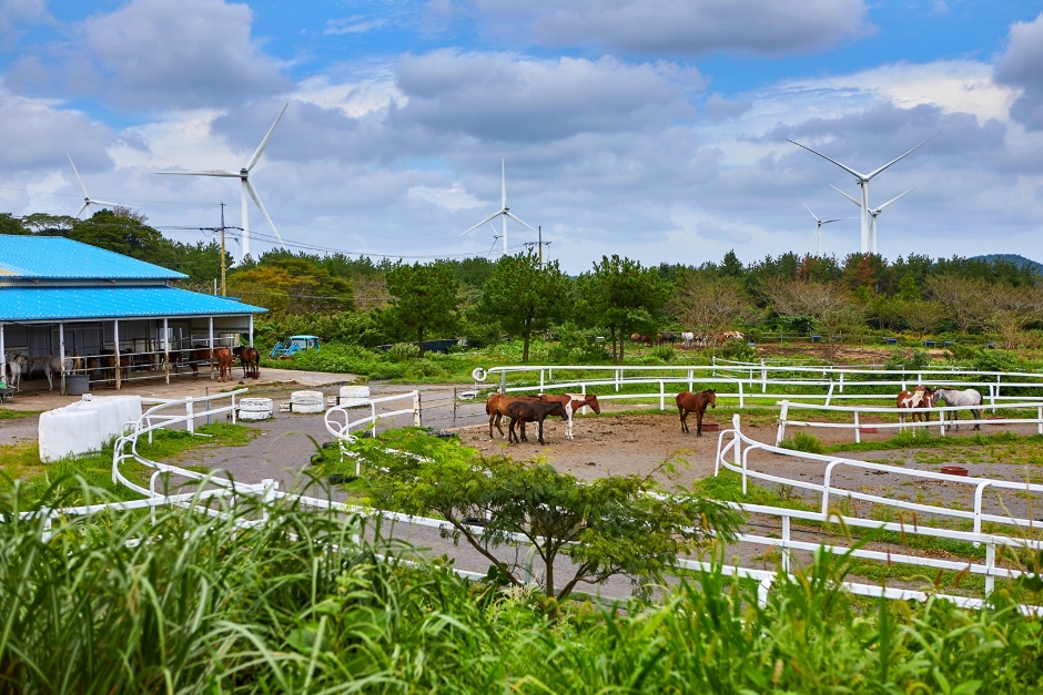 Jorangmal Pony Experience Park