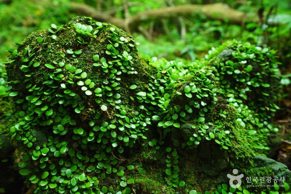 Cheongsu Gotjawal