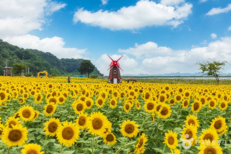 Nanjeong-ri Sunflower Village Garden