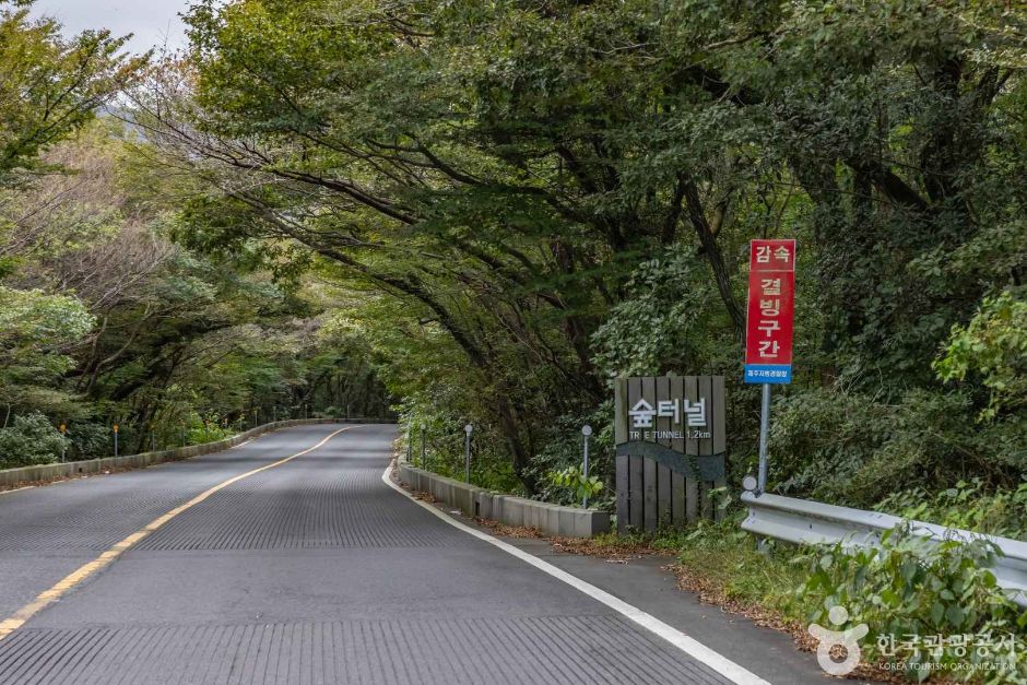 Route 5.16 Forest Tunnel