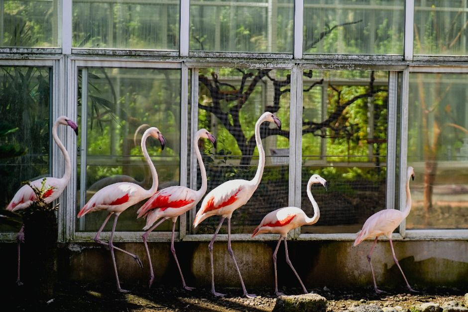 Hwajowon Bird and Animal Park