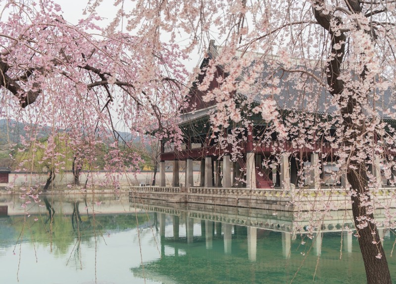 Cherry blossoms framing a historic Korean palace in spring