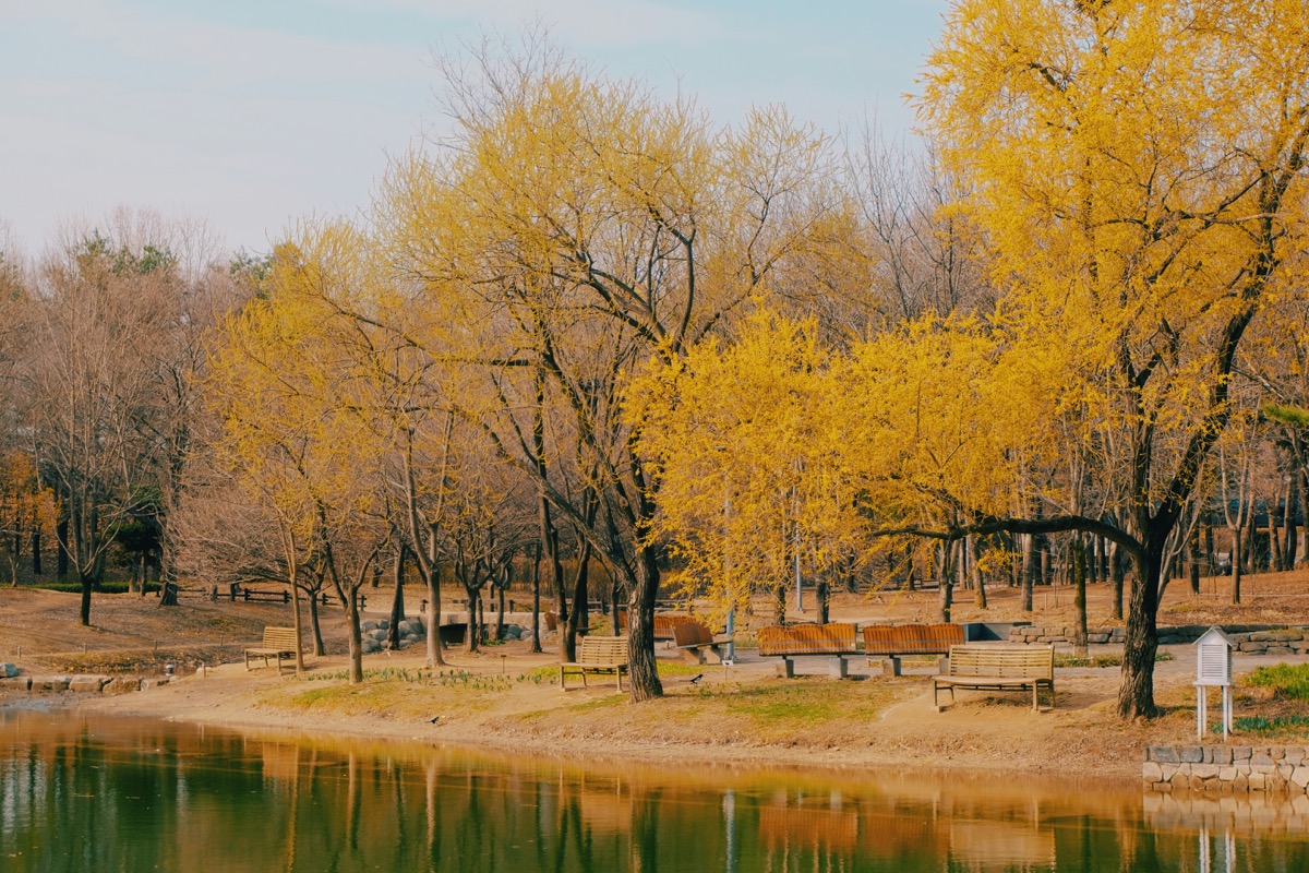 Seoul Autumn Foliage Guide: Best Spots for Fall Colors 2