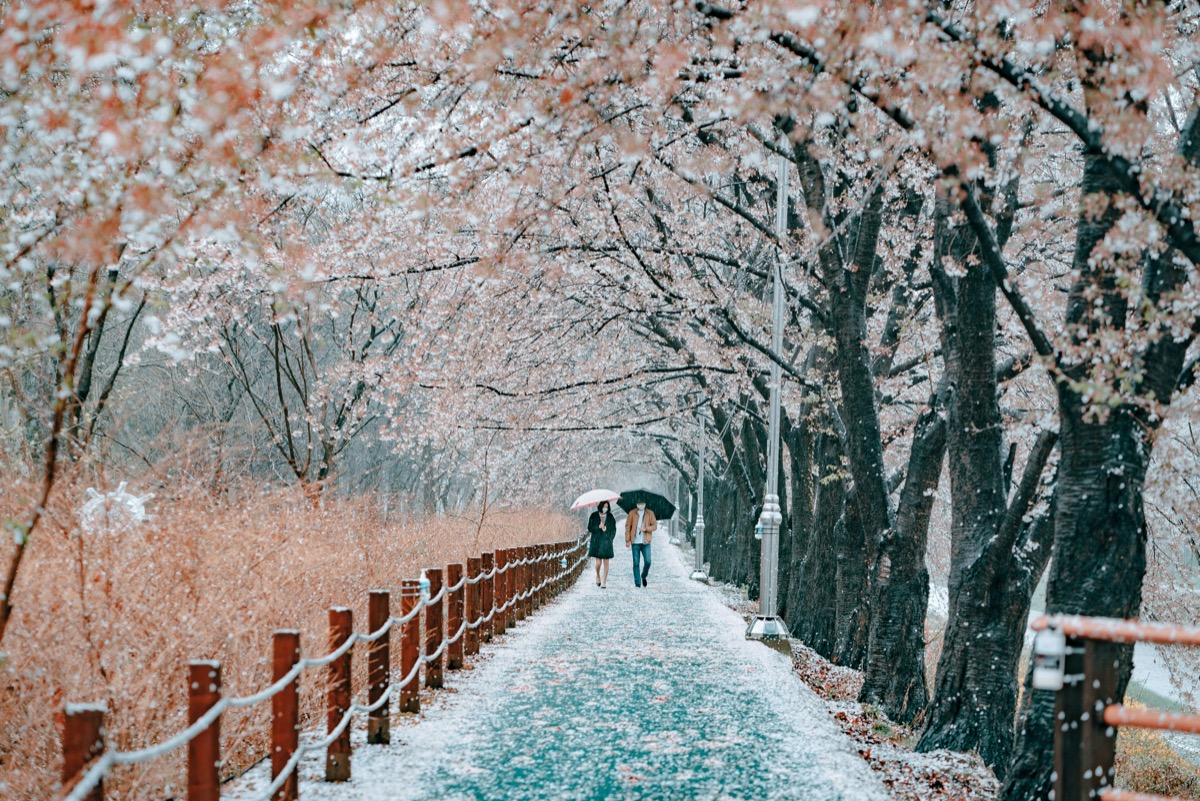Seoulの桜ガイド：ベストスポットと開花時期 2