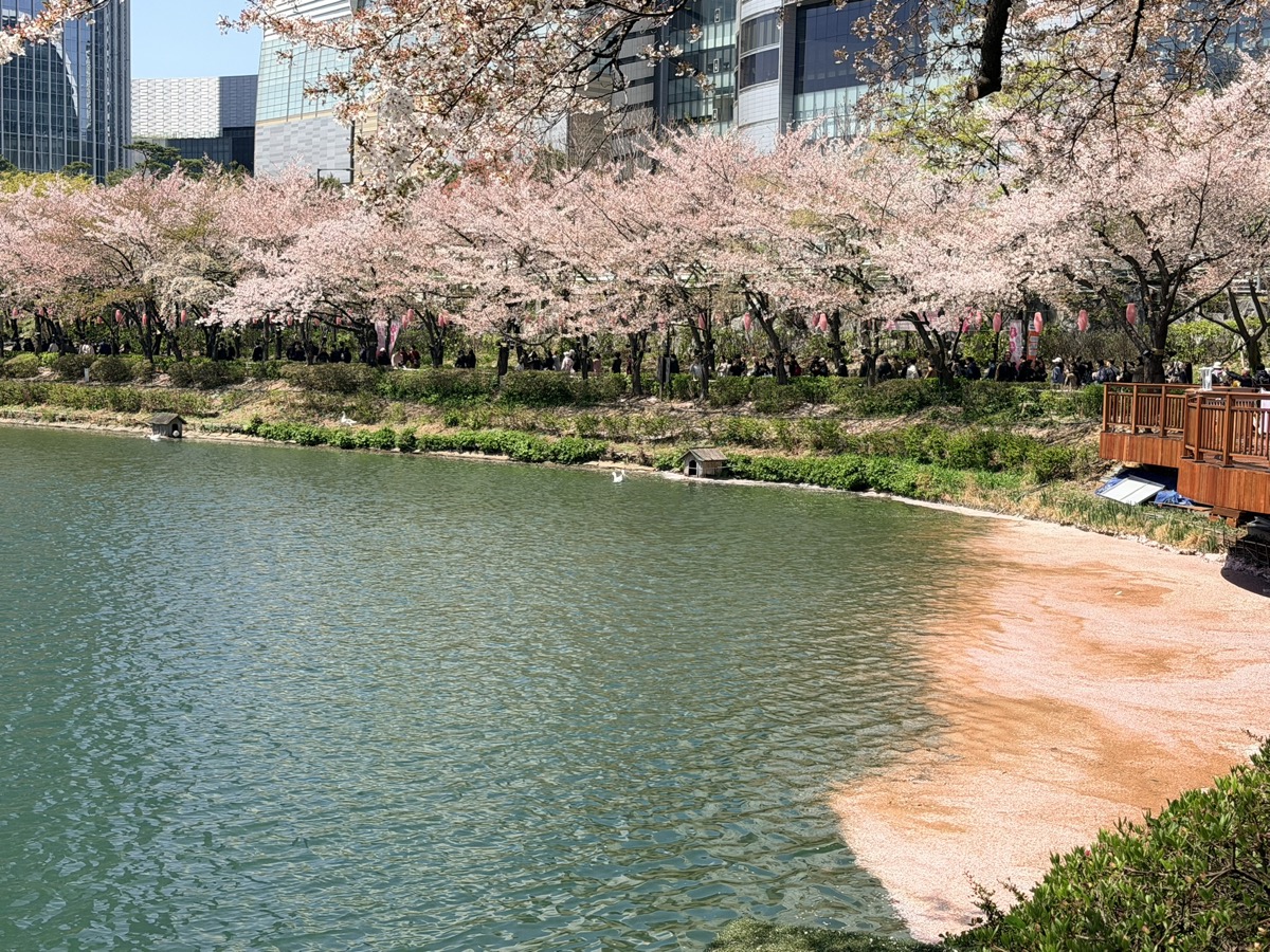 Seoulの桜ガイド：ベストスポットと開花時期 4