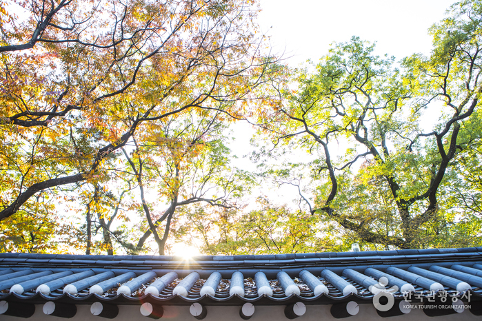 Deoksugung Stone Wall Path gallery image 3